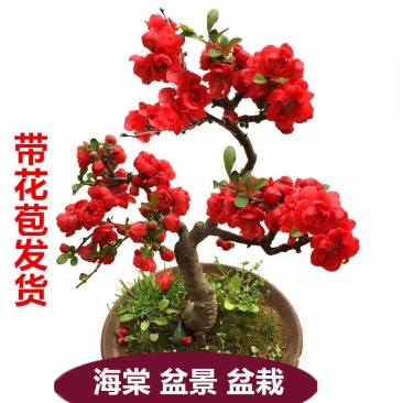 【带花苞】海棠花盆栽海棠树苗复色四季海棠盆景室内外花