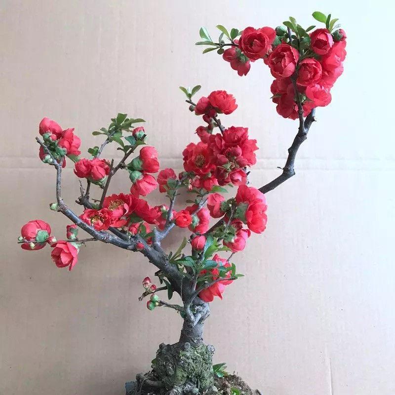 【带花苞】海棠花盆栽海棠树苗复色四季海棠盆景室内外花