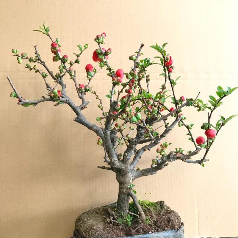 【带花苞】海棠花盆栽海棠树苗复色四季海棠盆景室内外花