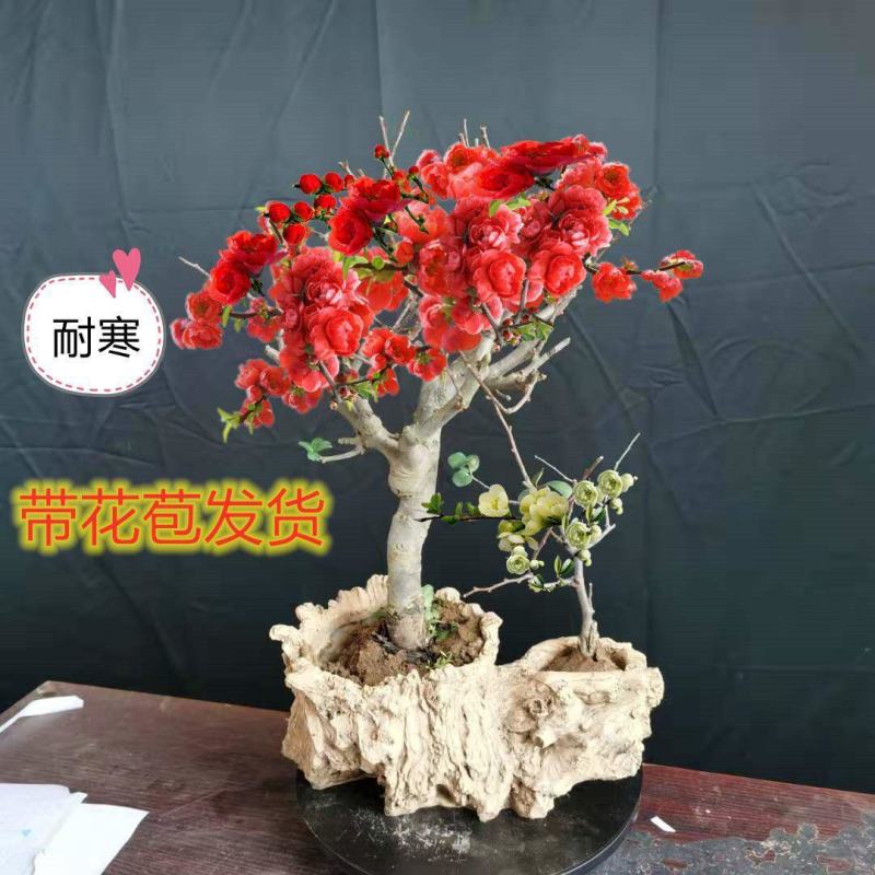 【带花苞】海棠花盆栽海棠树苗复色四季海棠盆景室内外花