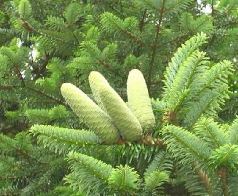 冷杉种子林木种籽国产散装四季多年生景观绿化工程观叶种孑