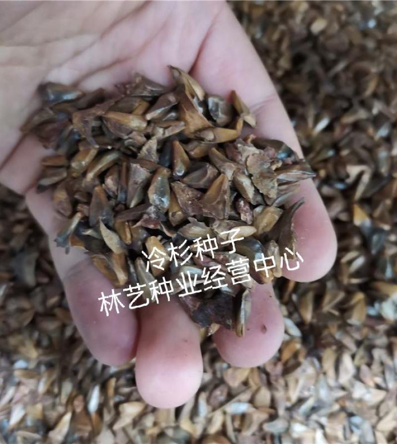 冷杉种子林木种籽国产散装四季多年生景观绿化工程观叶种孑
