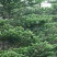 冷杉种子林木种籽国产散装四季多年生景观绿化工程观叶种孑