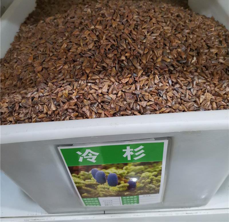 冷杉种子林木种籽国产散装四季多年生景观绿化工程观叶种孑