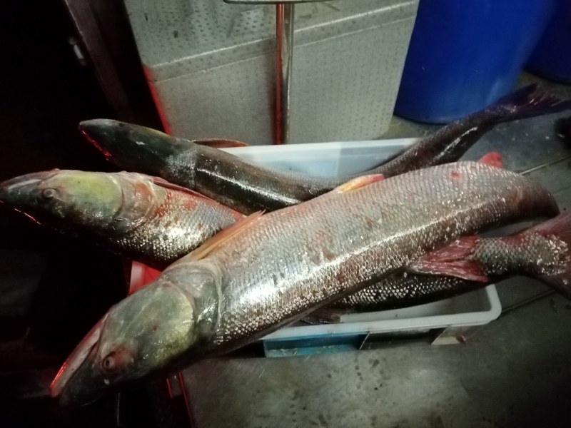 鱤鱼水老虎西江鱤鱼鱤鱼西江鱤鱼欢迎预定鱤鱼水老虎西江鱤鱼