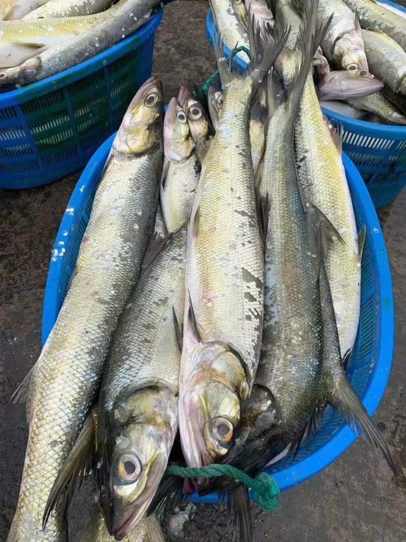 鱤鱼水老虎西江鱤鱼鱤鱼西江鱤鱼欢迎预定鱤鱼水老虎西江鱤鱼