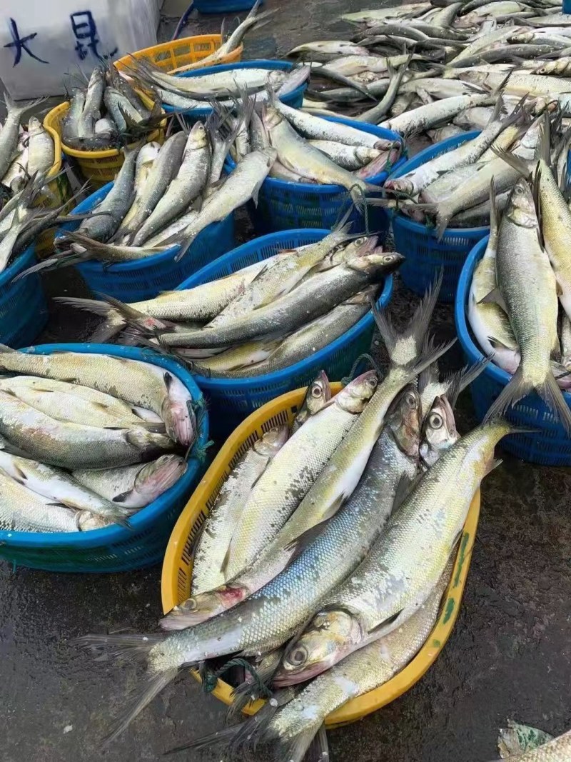 鱤鱼水老虎西江鱤鱼鱤鱼西江鱤鱼欢迎预定鱤鱼水老虎西江鱤鱼
