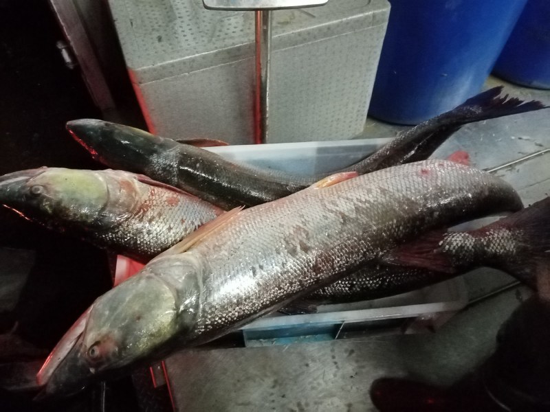 鱤鱼水老虎西江鱤鱼鱤鱼西江鱤鱼欢迎预定鱤鱼水老虎西江鱤鱼
