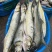 鱤鱼水老虎西江鱤鱼鱤鱼西江鱤鱼欢迎预定鱤鱼水老虎西江鱤鱼