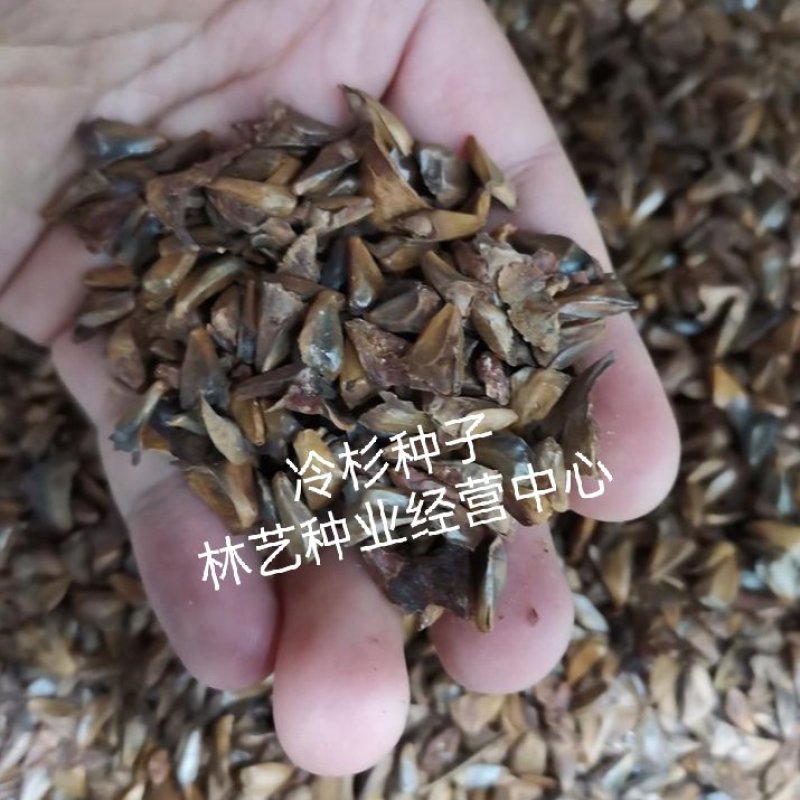 冷杉种子林木种籽国产散装四季多年生景观绿化工程观叶种孑