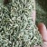 小茴香小茴香自然绿色农副产品不满意可退换货