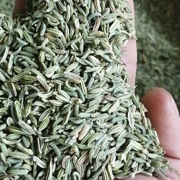 小茴香小茴香自然绿色农副产品不满意可退换货
