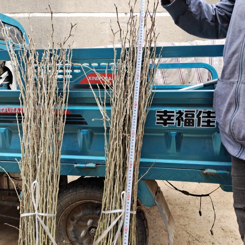 皂角苗当年产刺见效三年结果产地现挖现发包邮