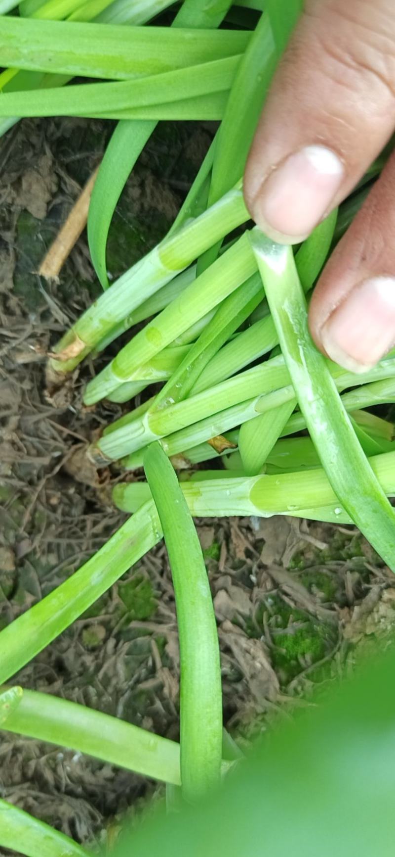 精品头刀韭菜大量上市，有需要的联系