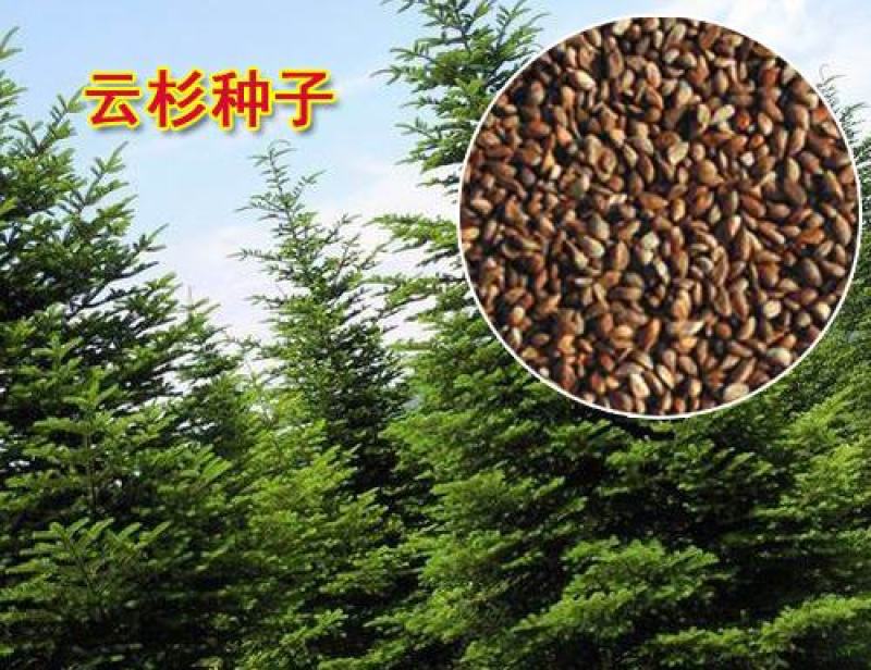 云杉种子林木种籽国产四季多年生工程绿化观叶种孑生长快