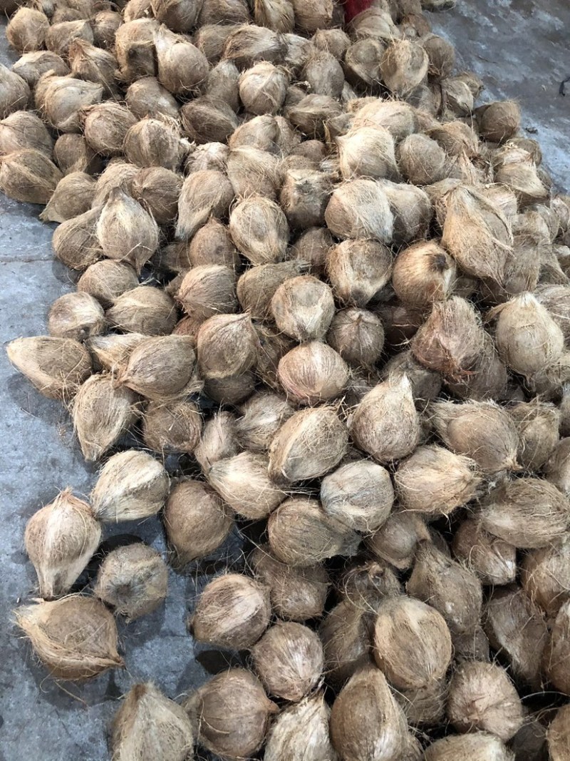 海南琼海带皮椰青个头饱满圆润皮质净亮，保证够个数无误差。