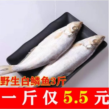 白磷鱼鱼干咸鱼渔民自晒山东日照发货一手货源