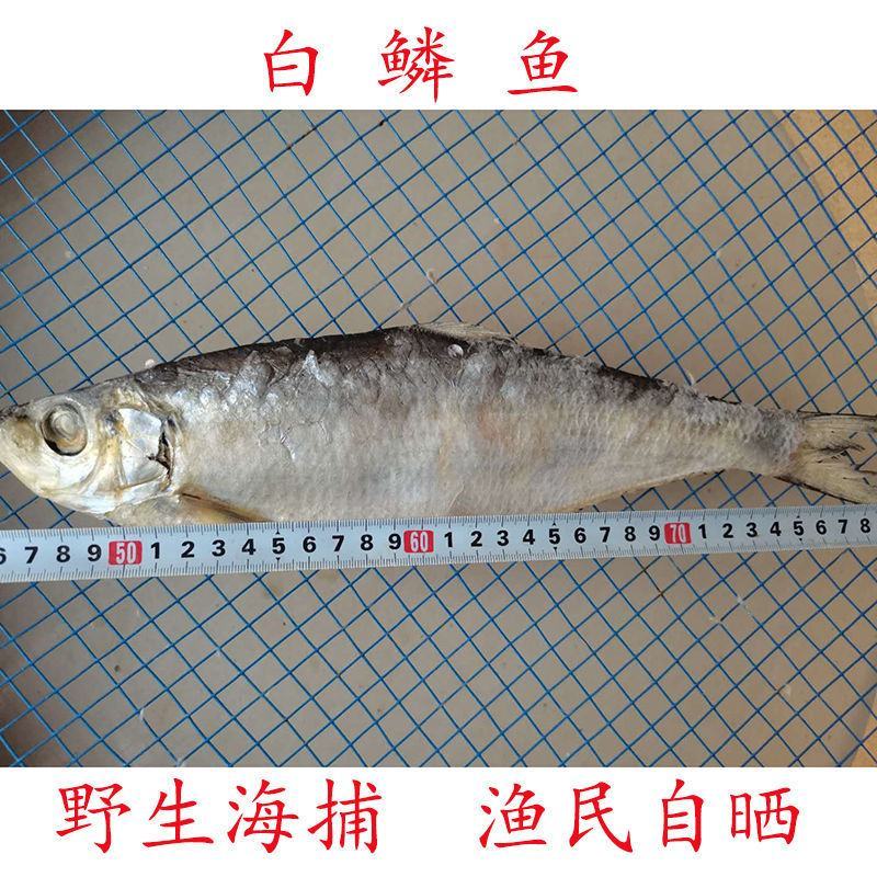 白磷鱼鱼干咸鱼渔民自晒山东日照发货一手货源