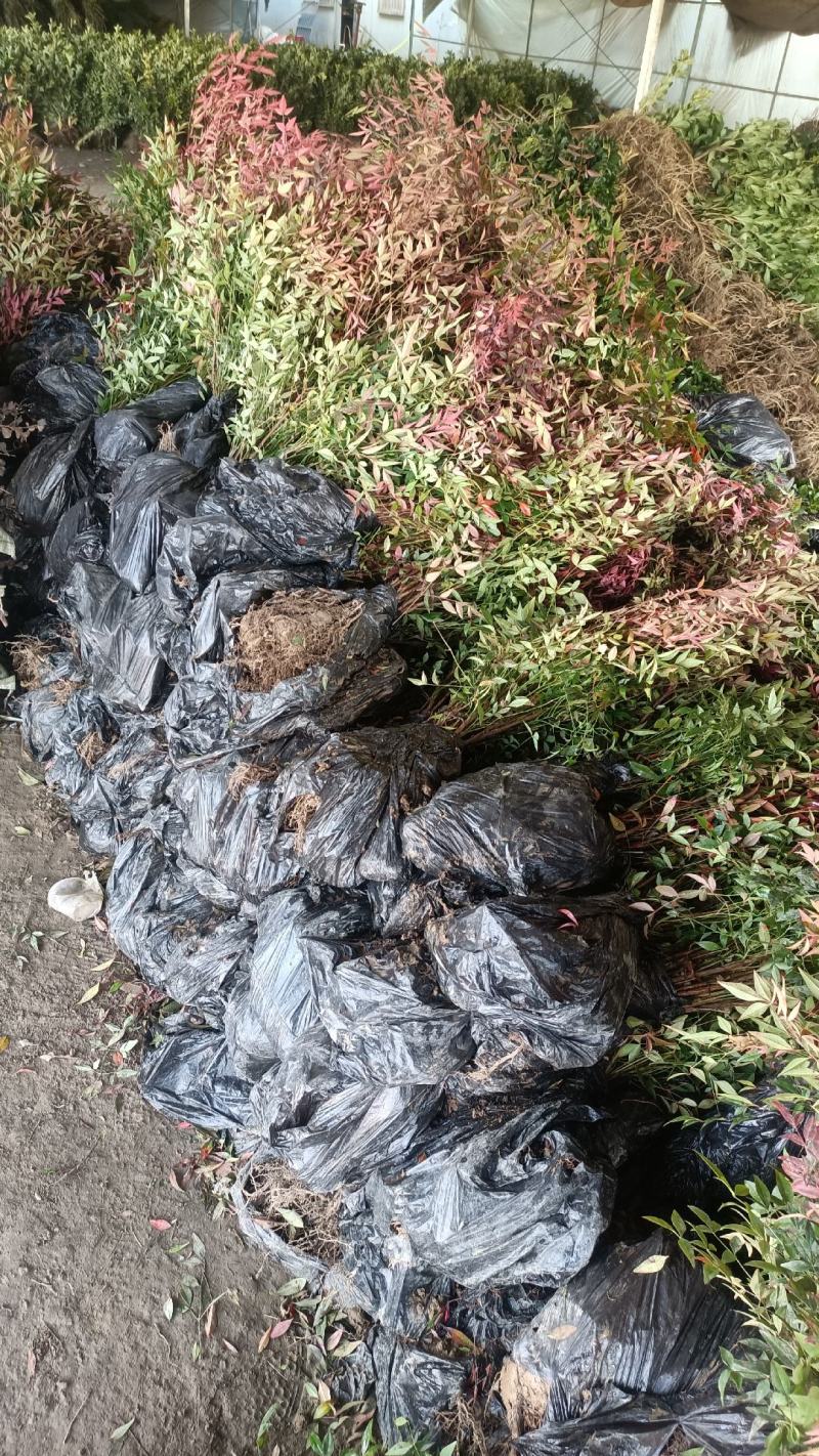 南天竹小苗庭院小区绿化色块绿篱苗南天竺大小规格齐根系好