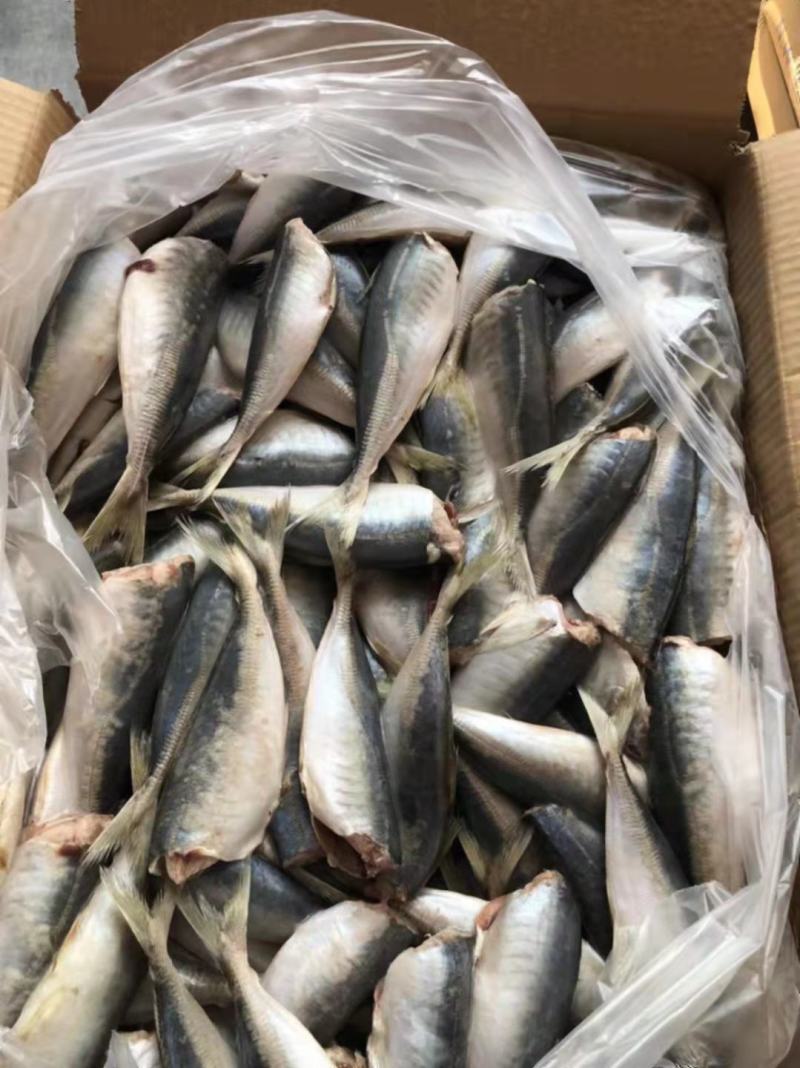 二去巴浪鱼二去沙丁鱼