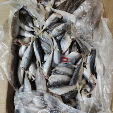 二去巴浪鱼二去沙丁鱼