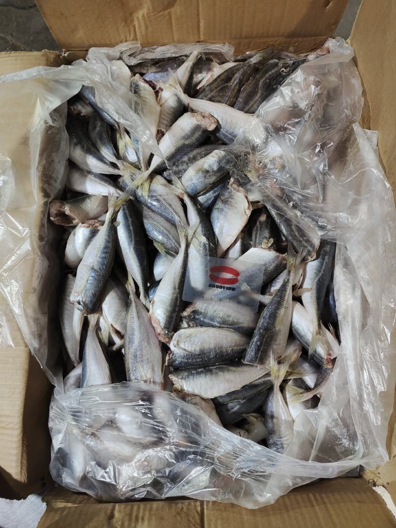 二去巴浪鱼二去沙丁鱼