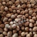 散装金山葵种子皇后葵果实可食庭院观赏树紫金鼠菩提文玩菩提