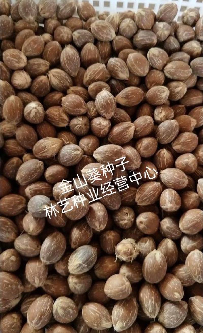 散装金山葵种子皇后葵果实可食庭院观赏树紫金鼠菩提文玩菩提