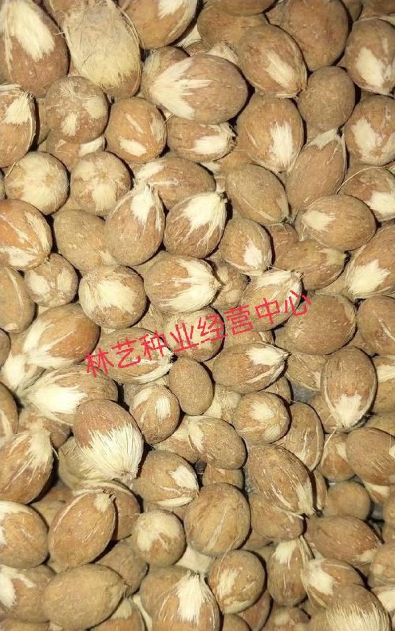 散装金山葵种子皇后葵果实可食庭院观赏树紫金鼠菩提文玩菩提