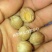 散装金山葵种子皇后葵果实可食庭院观赏树紫金鼠菩提文玩菩提