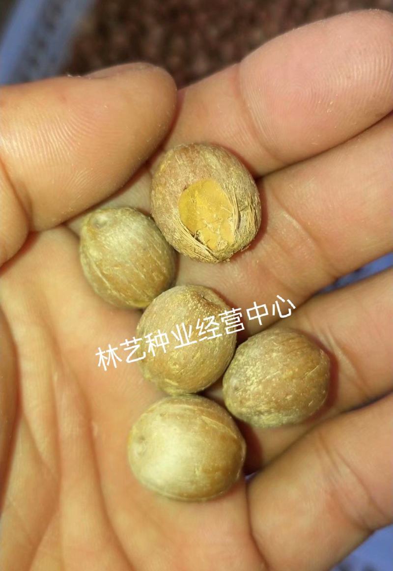 散装金山葵种子皇后葵果实可食庭院观赏树紫金鼠菩提文玩菩提