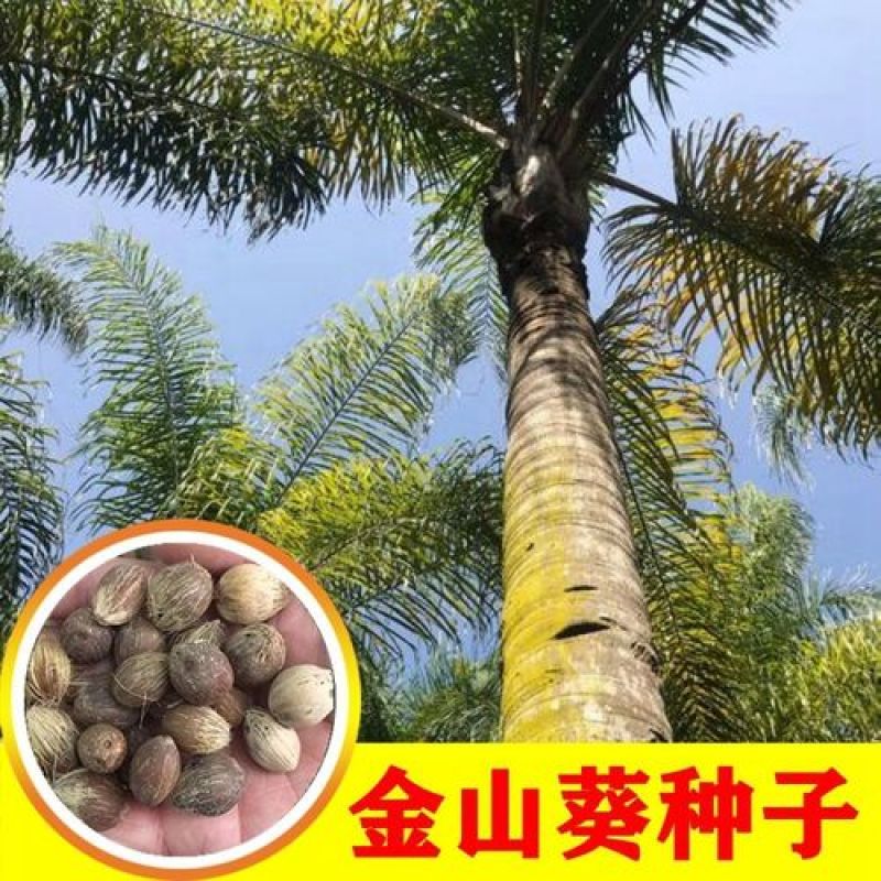 散装金山葵种子皇后葵果实可食庭院观赏树紫金鼠菩提文玩菩提