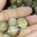 散装金山葵种子皇后葵果实可食庭院观赏树紫金鼠菩提文玩菩提