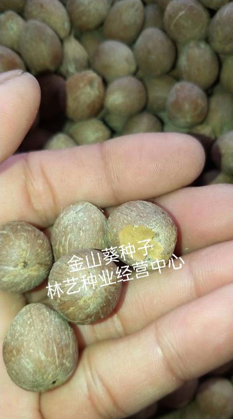 散装金山葵种子皇后葵果实可食庭院观赏树紫金鼠菩提文玩菩提