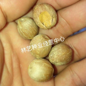 散装金山葵种子皇后葵果实可食庭院观赏树紫金鼠菩提文玩菩提
