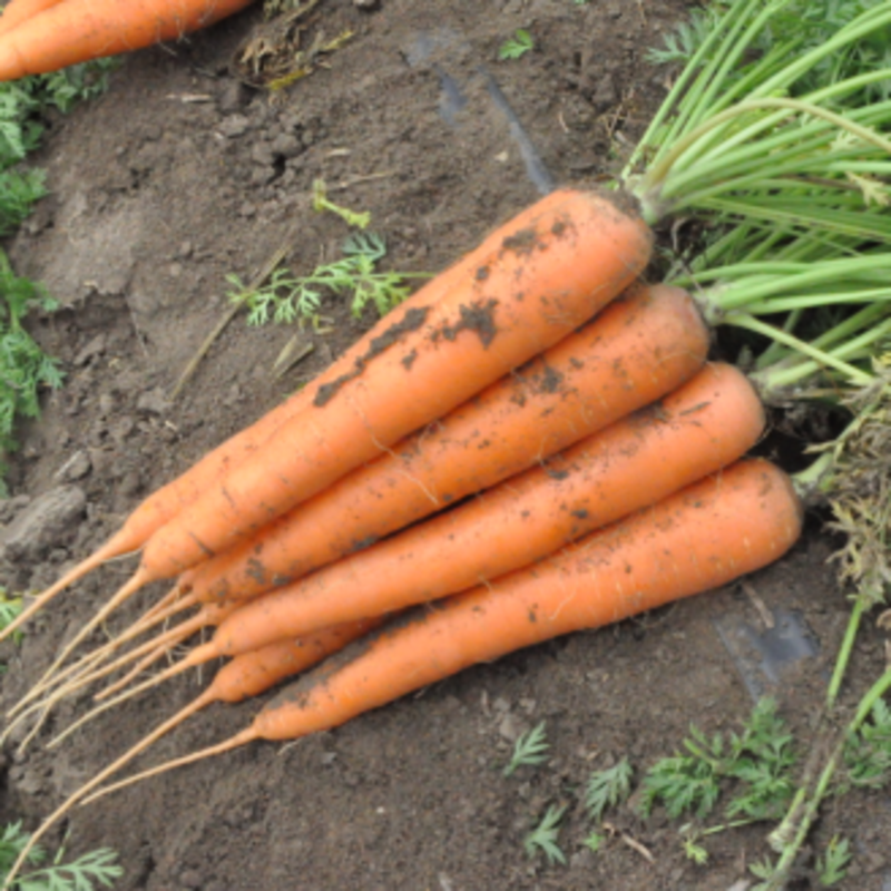 胡萝卜种子四季播种散装红萝卜胡萝卜种籽农家菜园蔬菜种子