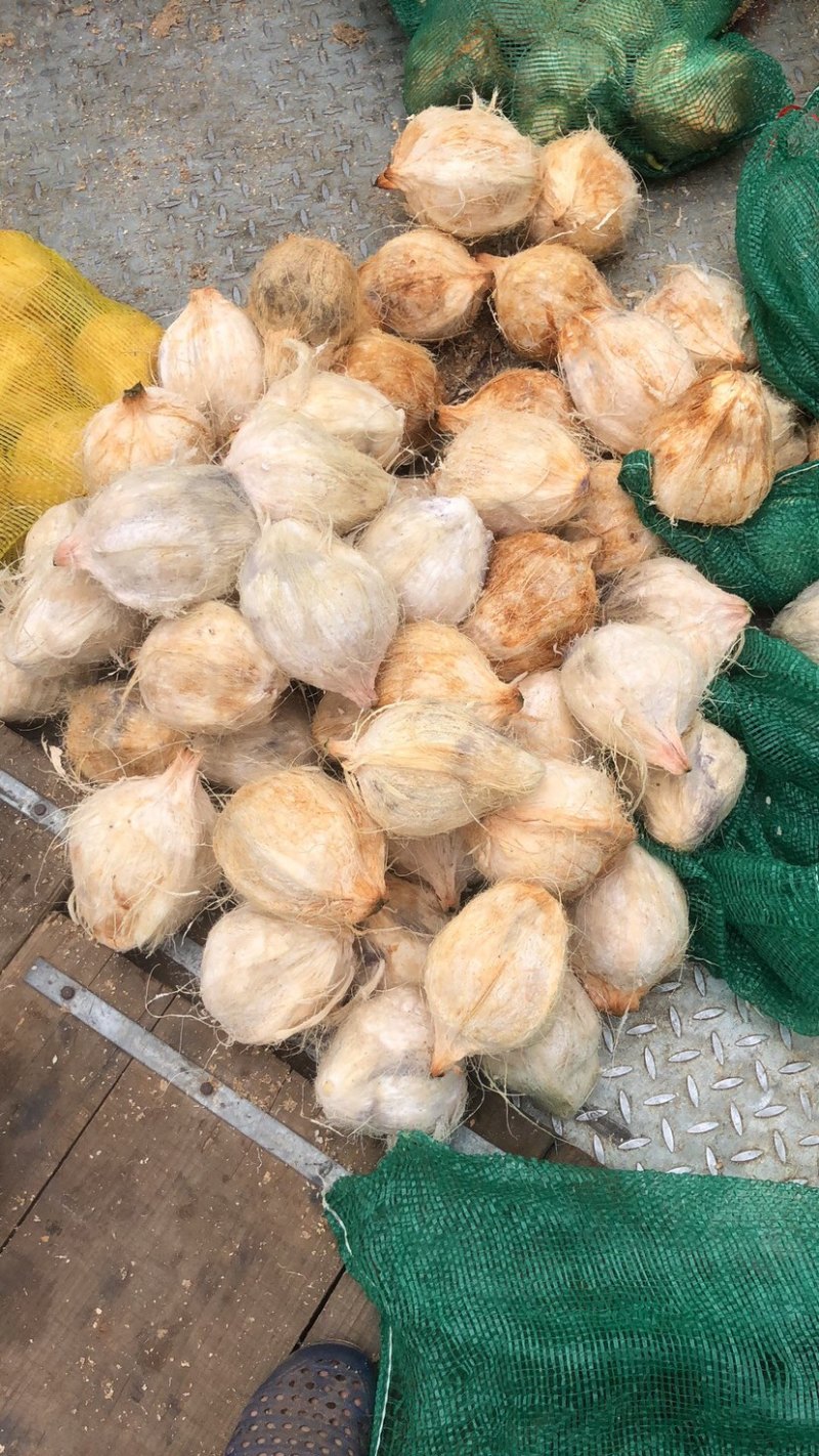 海南磨光去毛椰白个头饱满老幼适度，耐运输耐存放型