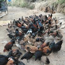 农夫生态养殖土鸡