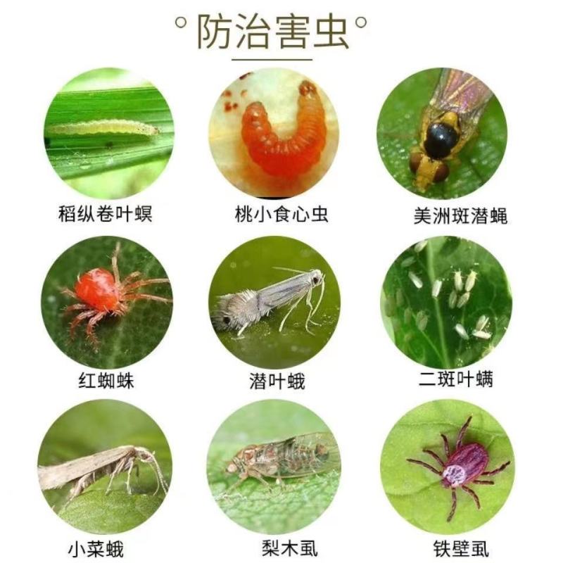 中科透皮5%阿维菌素果树蔬菜甘蓝小菜蛾柑橘树红蜘蛛水