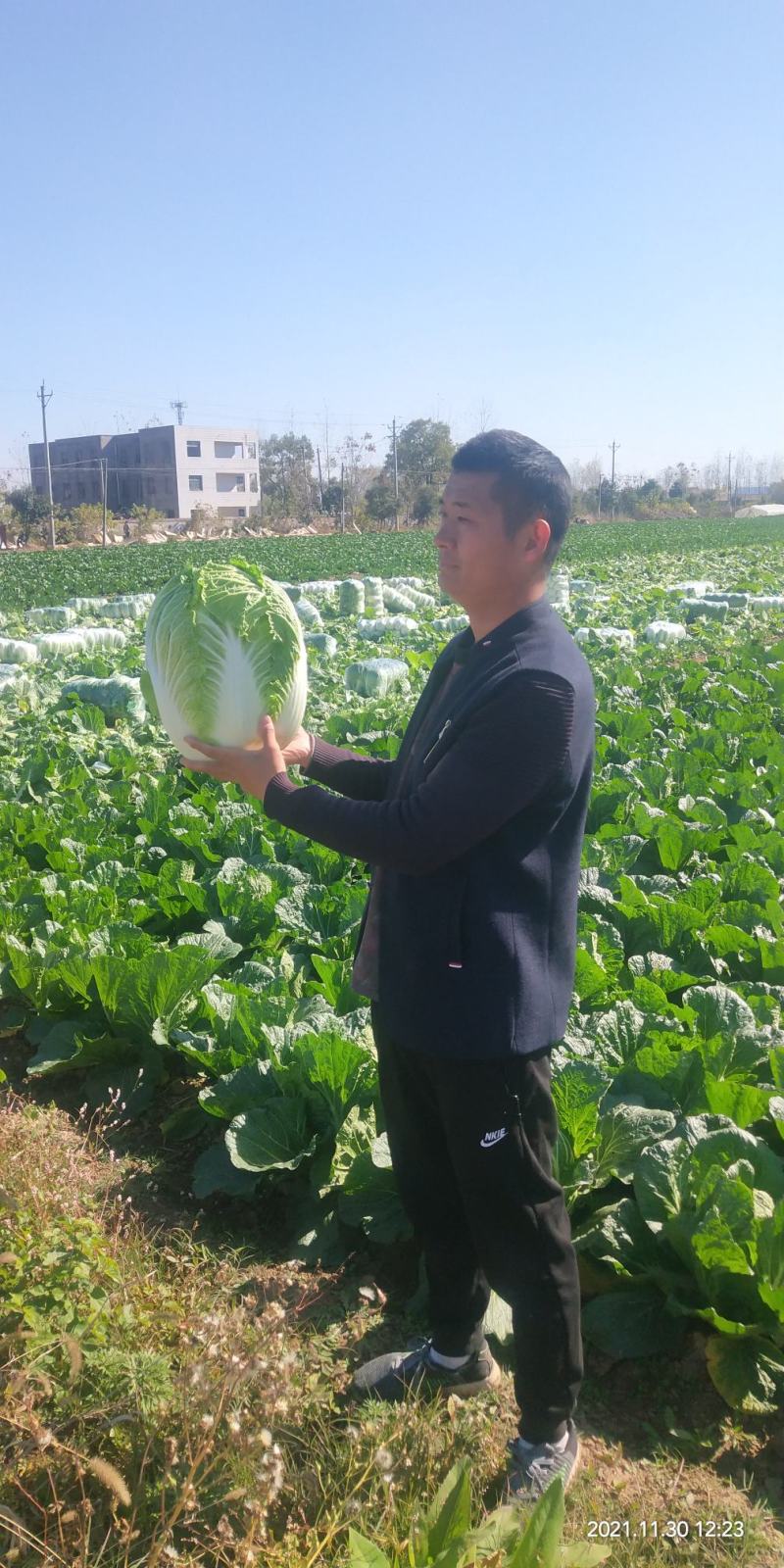 【荐】山东玲珑黄心大白菜上市/纯黄心白菜/产地直发批发