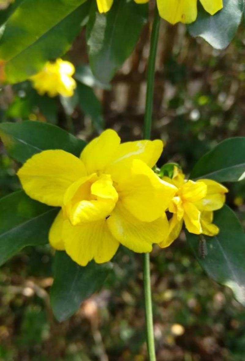 迎春花种子庭院芳香花卉花种子攀爬花卉绿化种植花