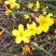 迎春花种子庭院芳香花卉花种子攀爬花卉绿化种植花