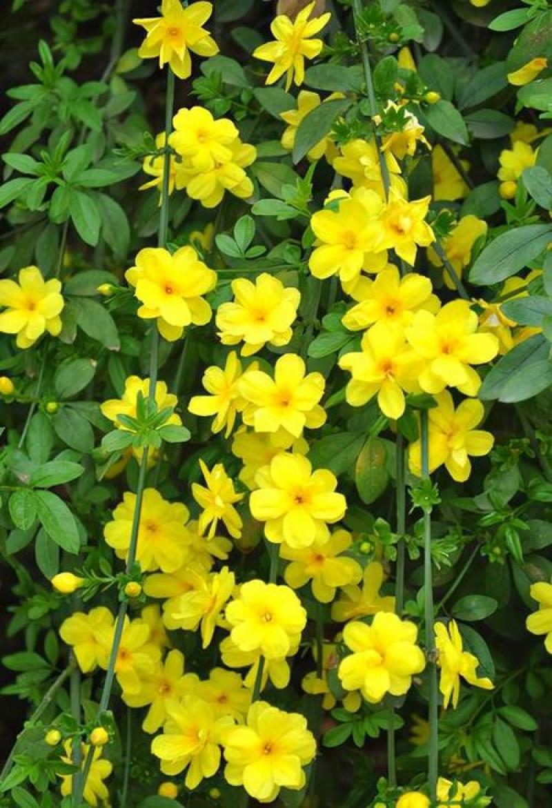 迎春花种子庭院芳香花卉花种子攀爬花卉绿化种植花