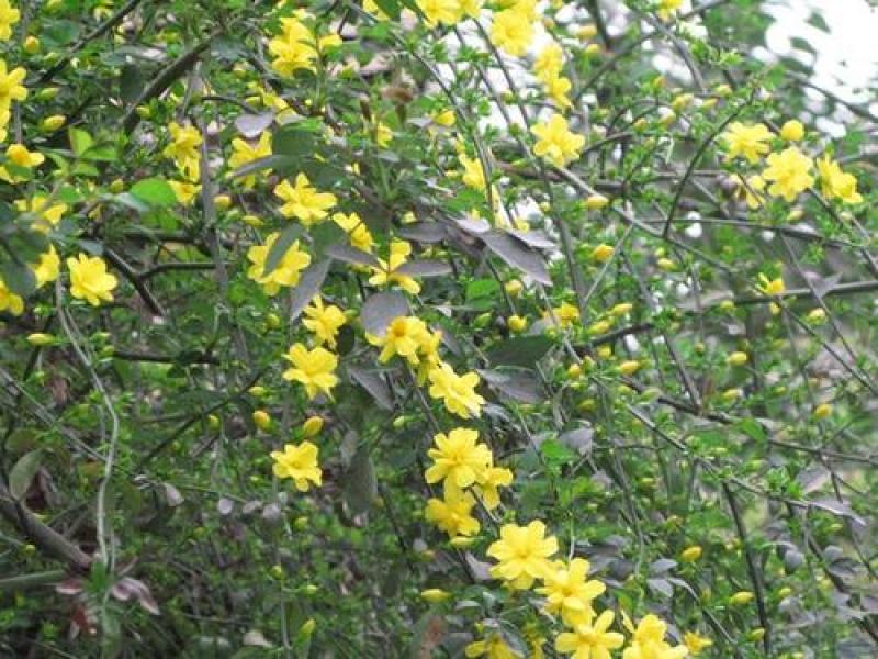 迎春花种子庭院芳香花卉花种子攀爬花卉绿化种植花