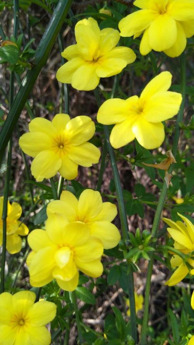 迎春花种子庭院芳香花卉花种子攀爬花卉绿化种植花