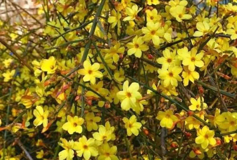 迎春花种子庭院芳香花卉花种子攀爬花卉绿化种植花