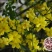 迎春花种子庭院芳香花卉花种子攀爬花卉绿化种植花