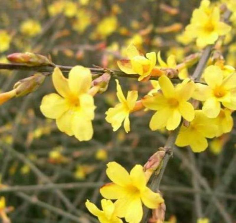 迎春花种子庭院芳香花卉花种子攀爬花卉绿化种植花