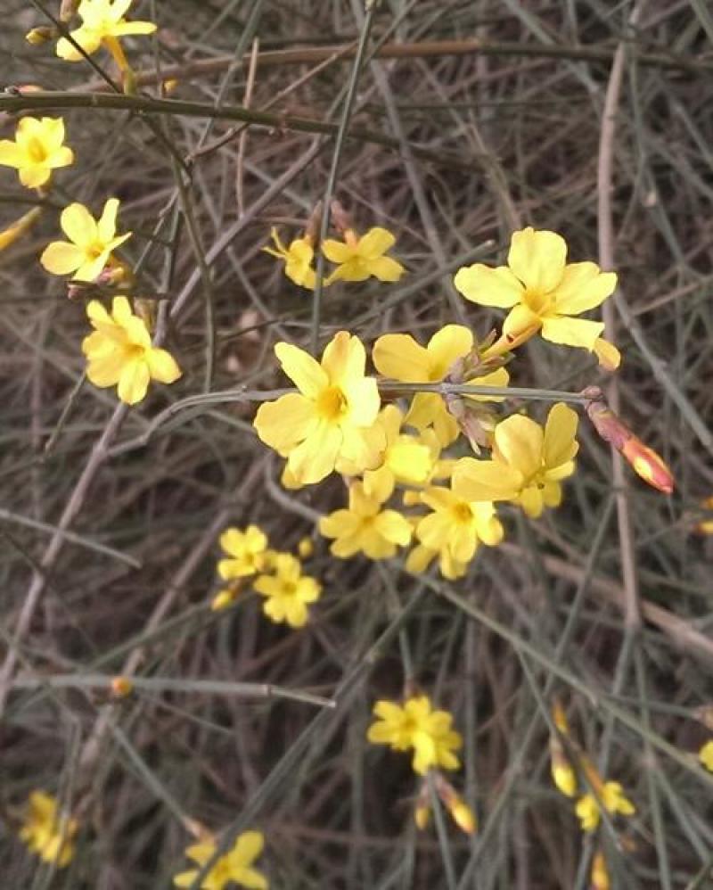 迎春花种子庭院芳香花卉花种子攀爬花卉绿化种植花