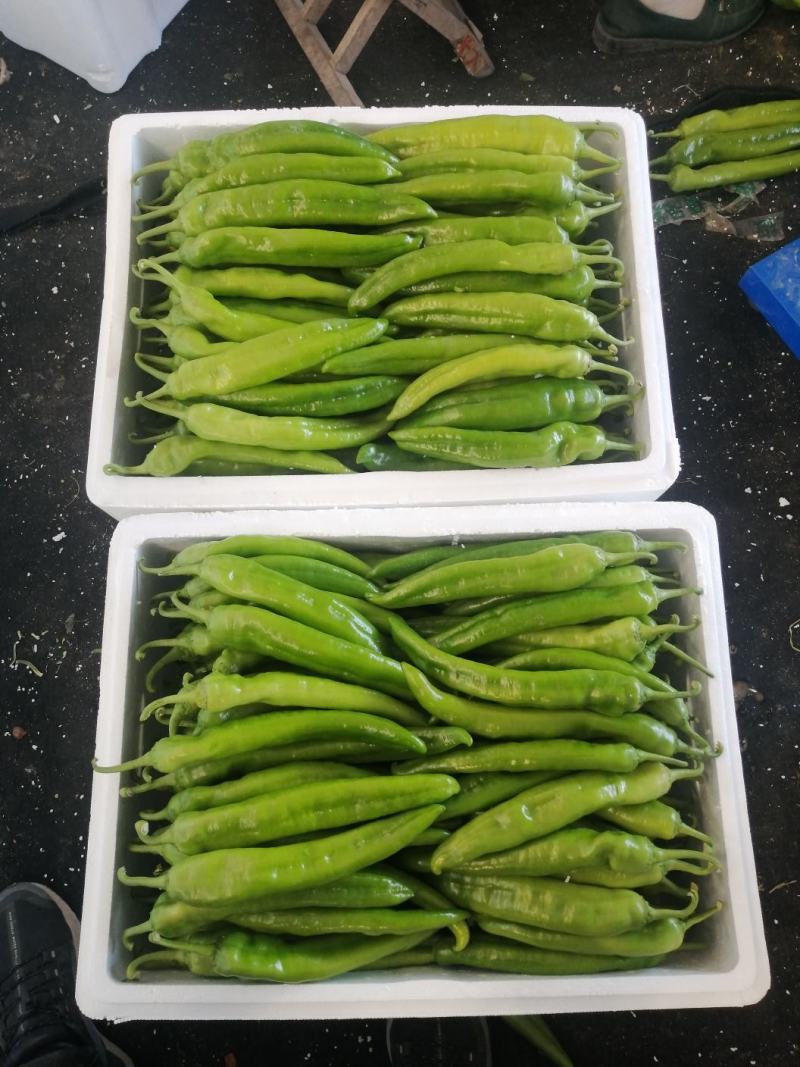 寿光市尖椒，现已大量上市，精品，一般，通货
